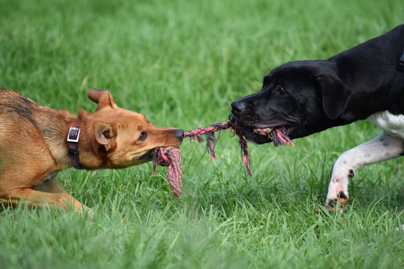 Happy dogs playing at Paws & Applause during Thanksgiving boarding