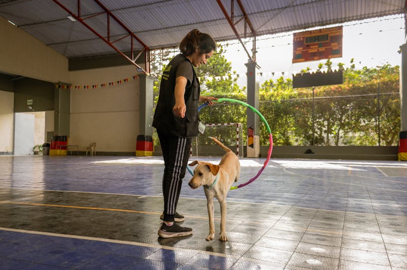 Indoor training session with a calm, attentive dog