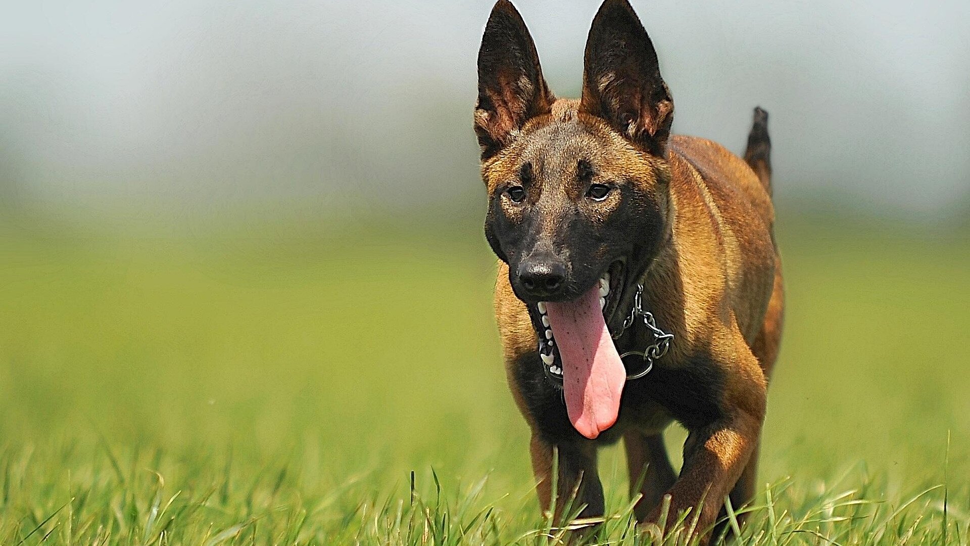 Happy trained Malinois dog at Paws & Applause professional pet care facility in Maryville TN