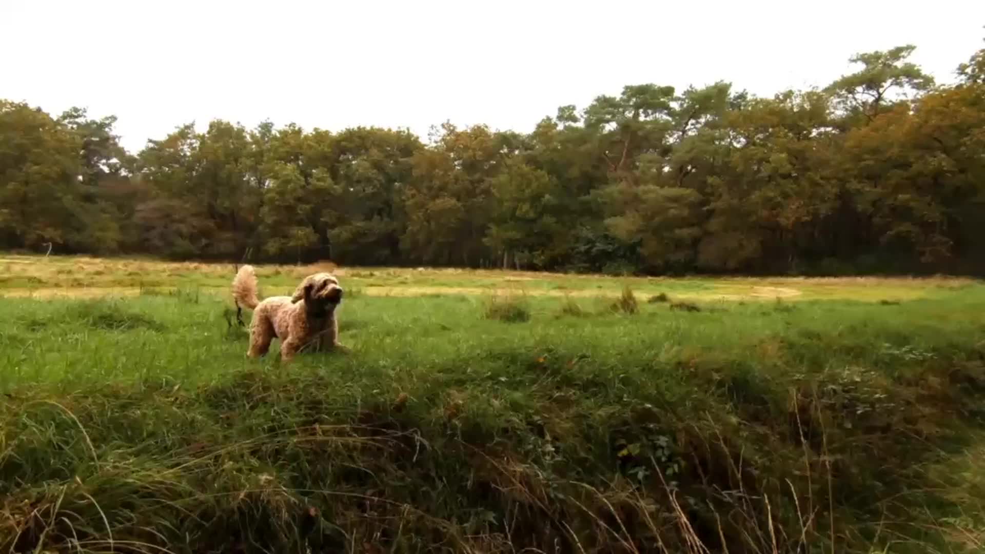 Dogs enjoying playtime at Paws & Applause pet care facility in Maryville TN